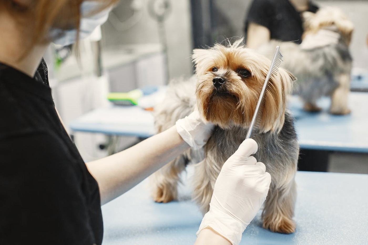 Solopreneur Business Pet Grooming & Sitting