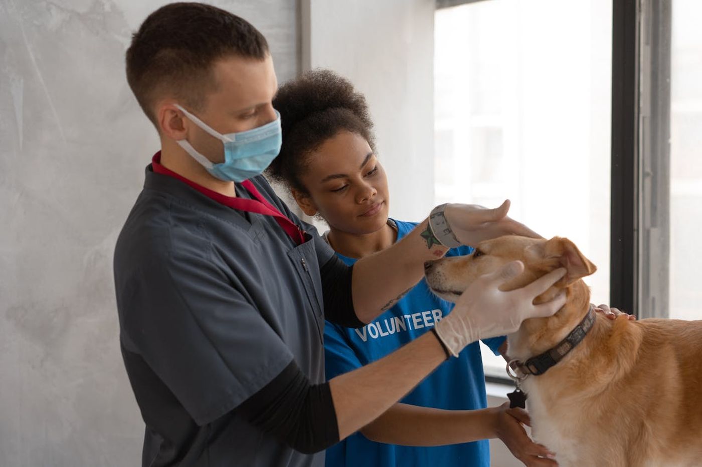 social entrepreneurship animals non profit